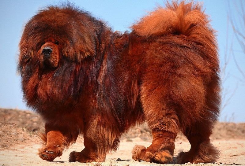 Red Tibetan Mastiff Puppy